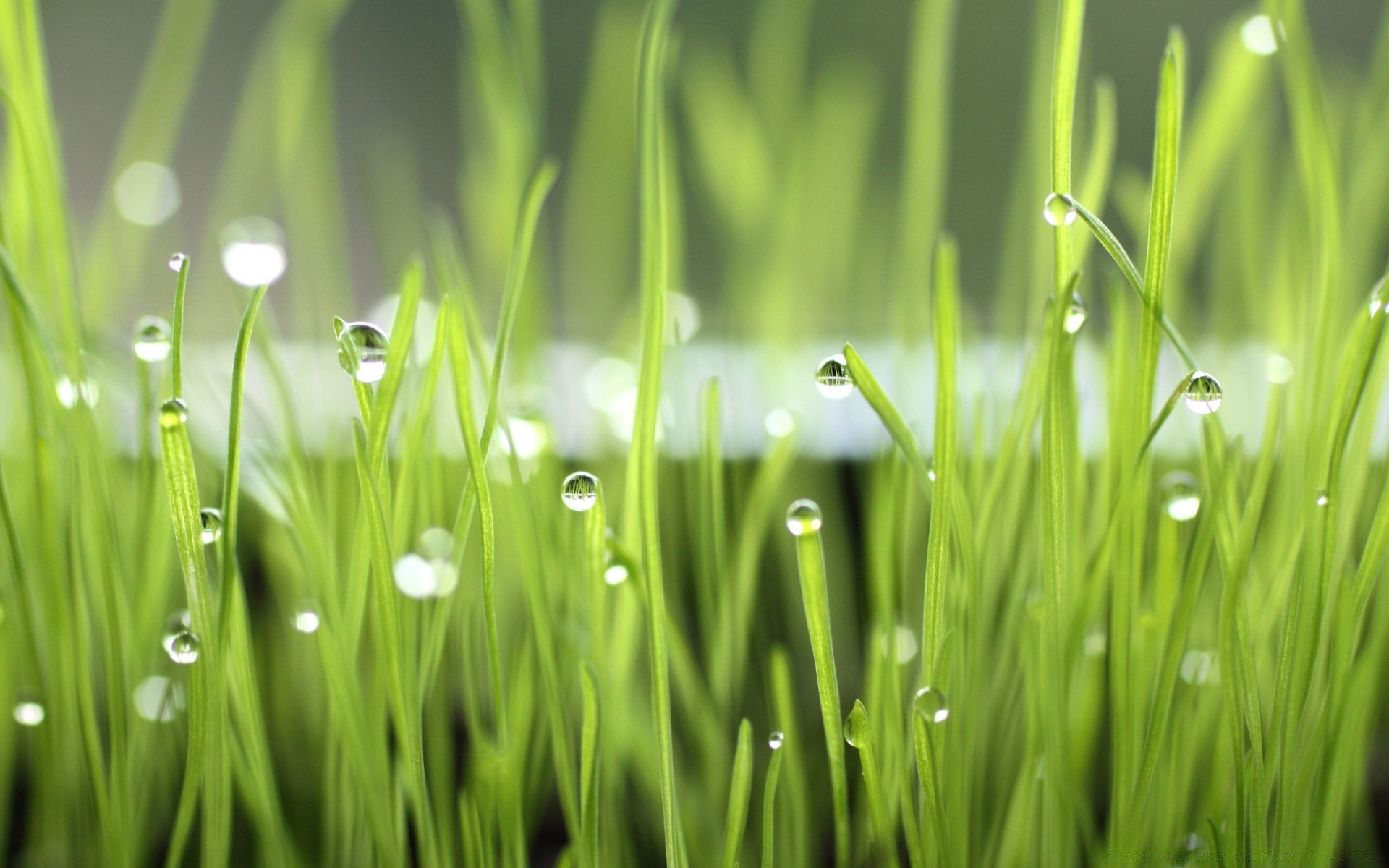 makro tau gras rasen klinge aufstieg fallen üppig weizengras heuhaufen garten regen flora blatt tropfen frische tropfen feld natur nass