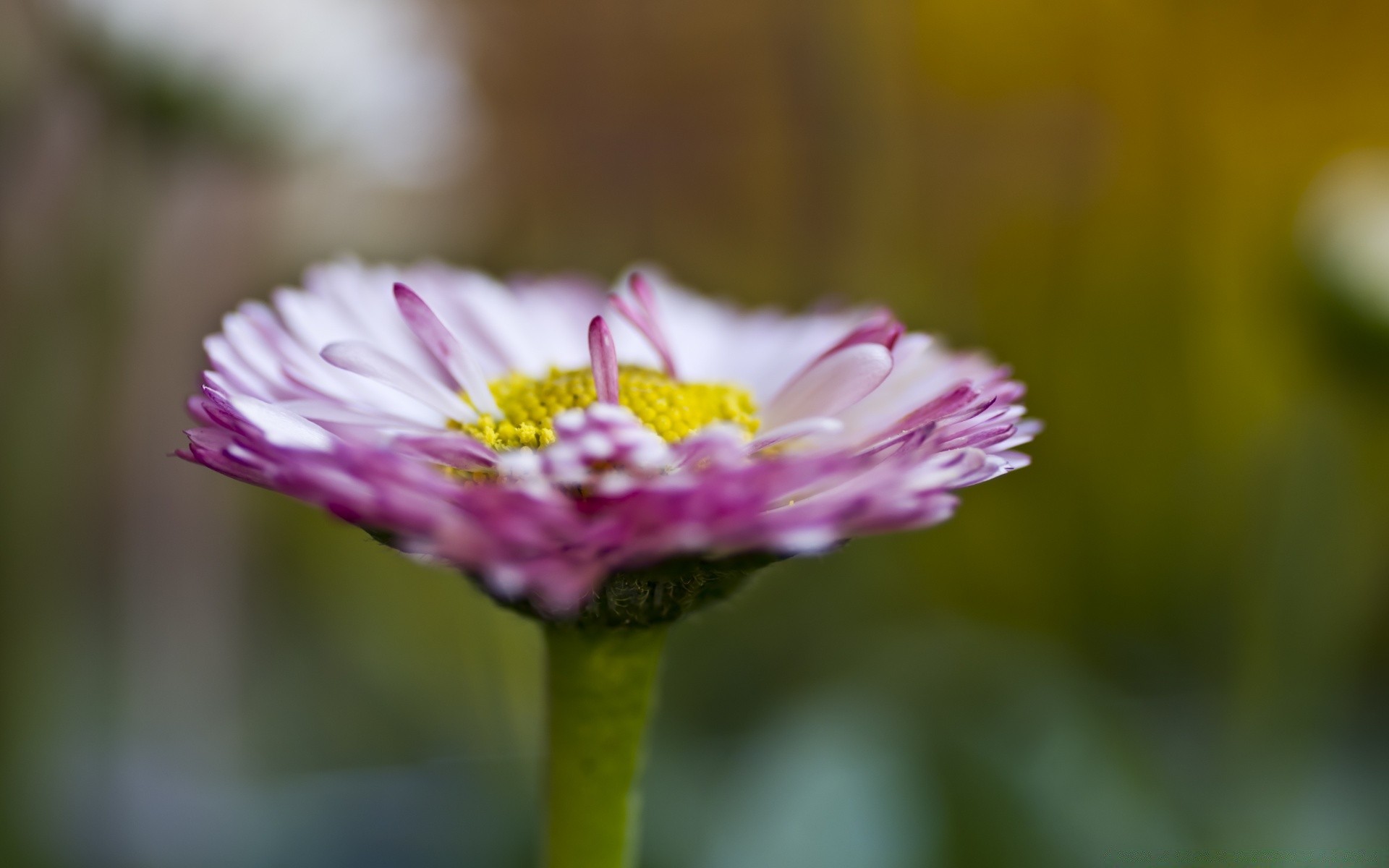 macro nature flower flora summer garden leaf blooming petal bright close-up color field outdoors grass growth floral fair weather wild season