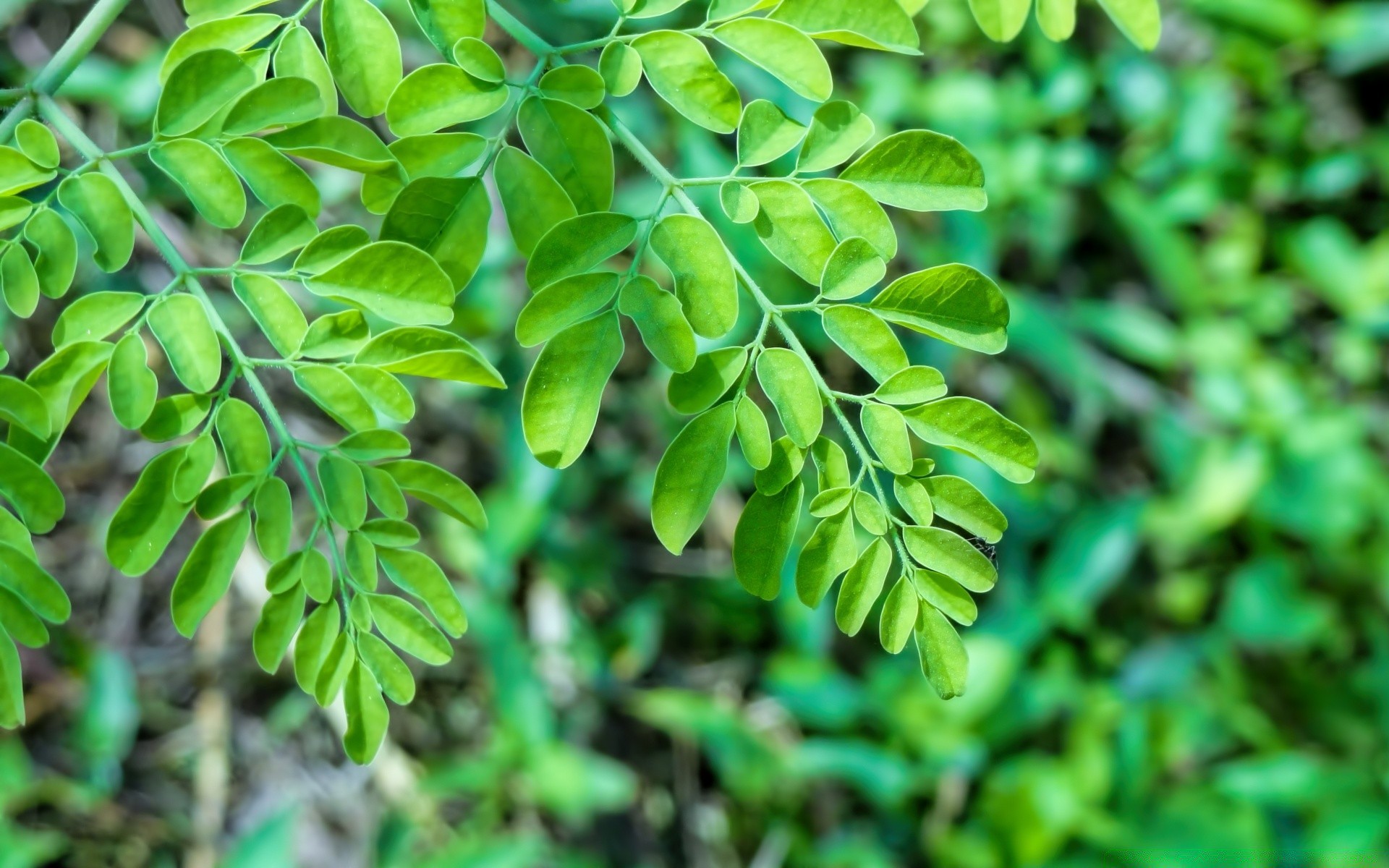 makro fotoğrafçılığı yaprak doğa flora büyüme yaz ortamlar açık havada yemyeşil parlak tazelik yakın çekim bahçe yağmur ağaç ekoloji ahşap şube