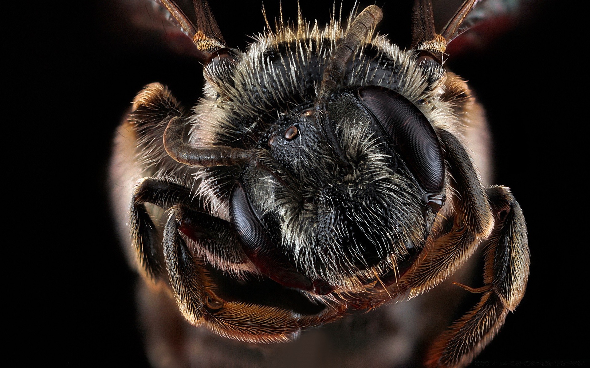 macro insect animal nature invertebrate wildlife spider hairy wild portrait