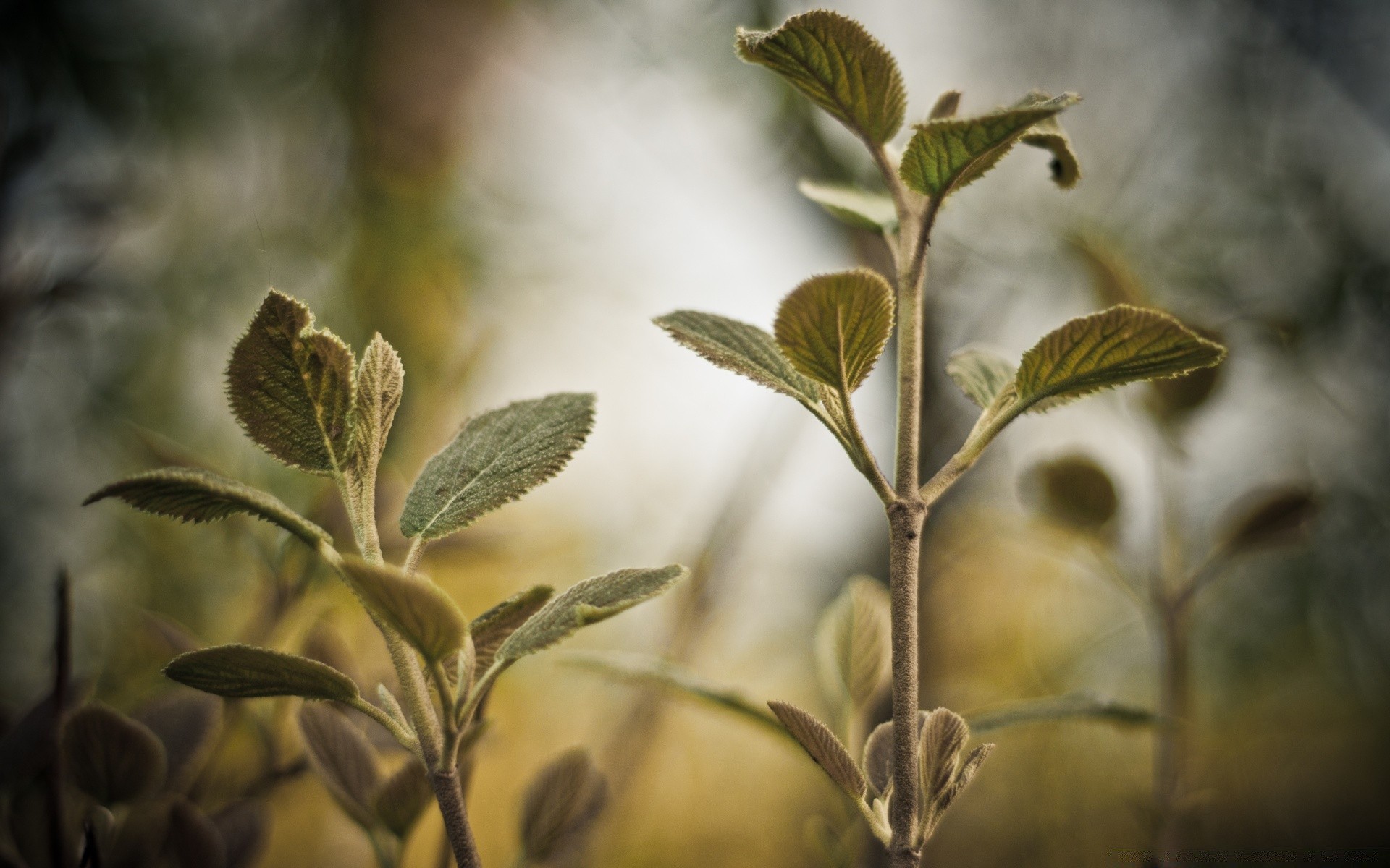 makro fotoğrafçılığı yaprak doğa flora ağaç açık havada büyüme yakın çekim bahçe