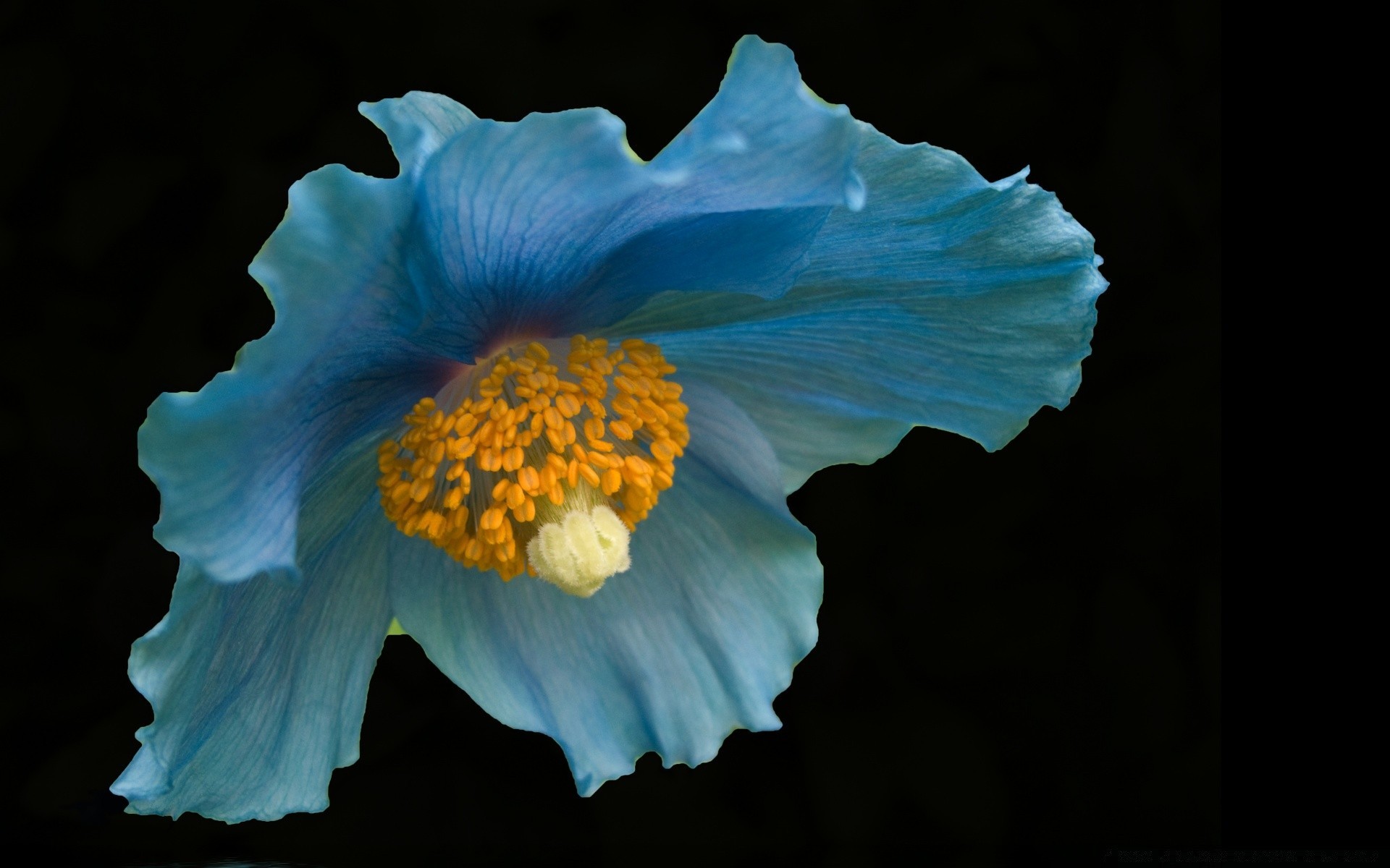 macro fleur nature pétale flore belle couleur bureau jardin hibiscus floral bluming gros plan