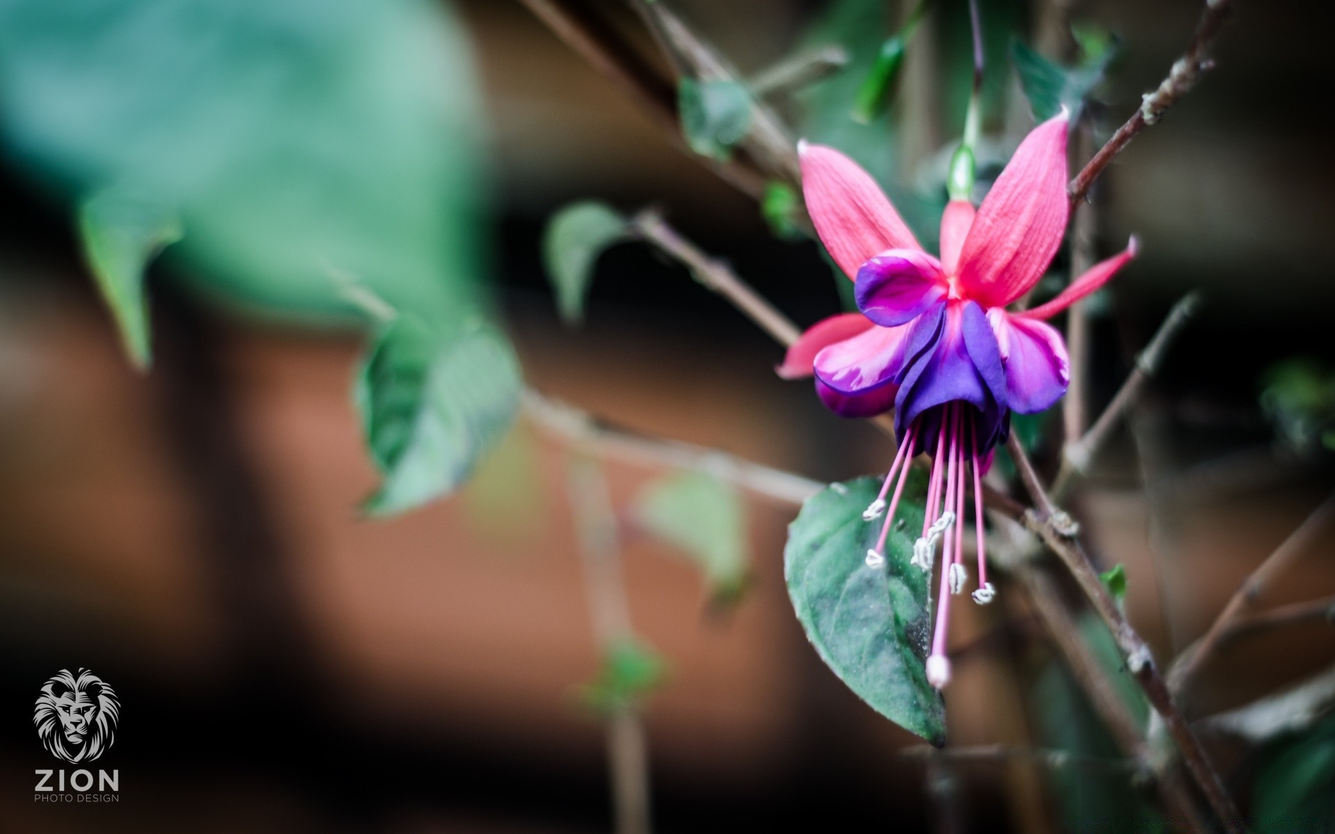 makro fotoğrafçılığı doğa yaprak çiçek flora açık havada tropikal yaz bulanıklık egzotik parlak romantizm