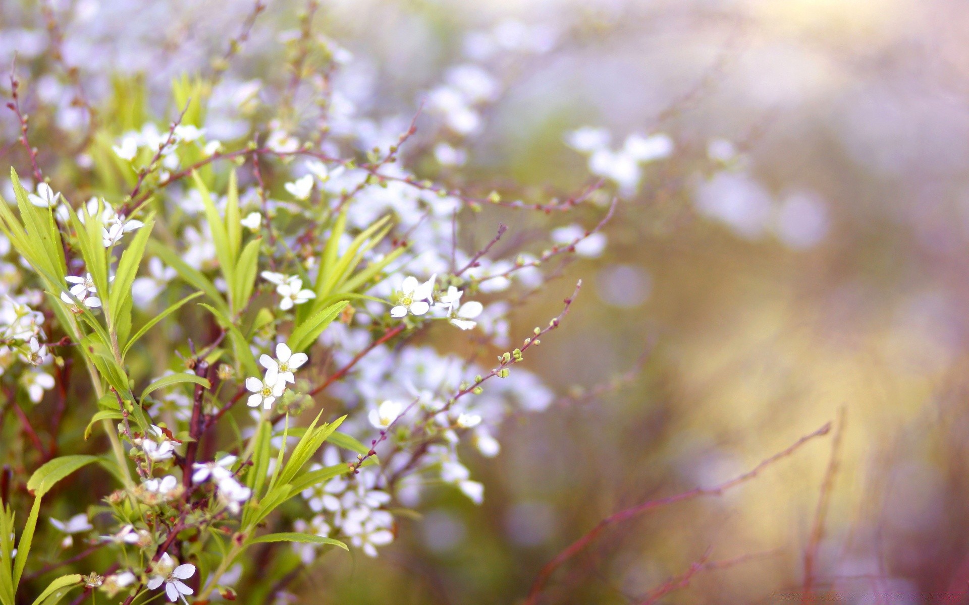 macro nature flower flora leaf summer outdoors garden growth fair weather blur grass bright field wild season close-up sun park dof