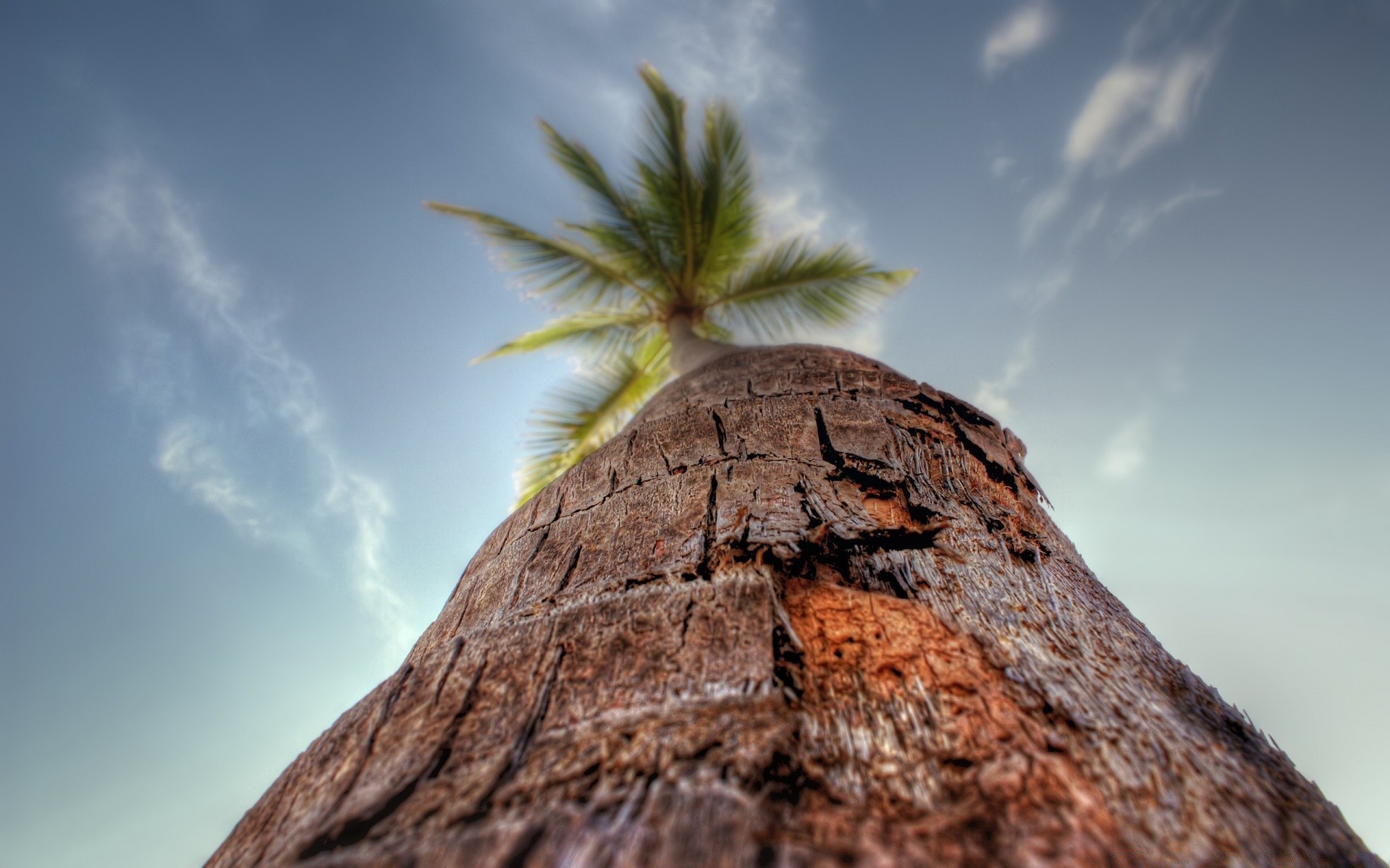 macro nature sky travel tree tropical outdoors summer landscape sun