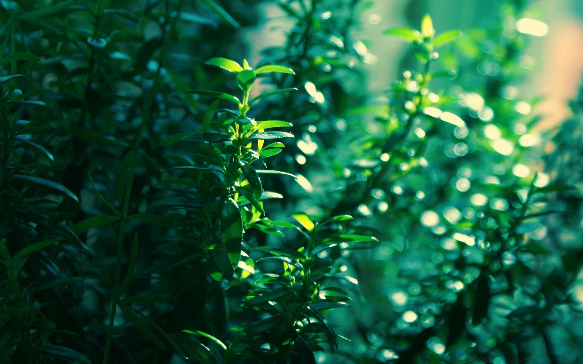 macro leaf nature flora garden growth rain environment summer drop lush desktop dew freshness bright color outdoors