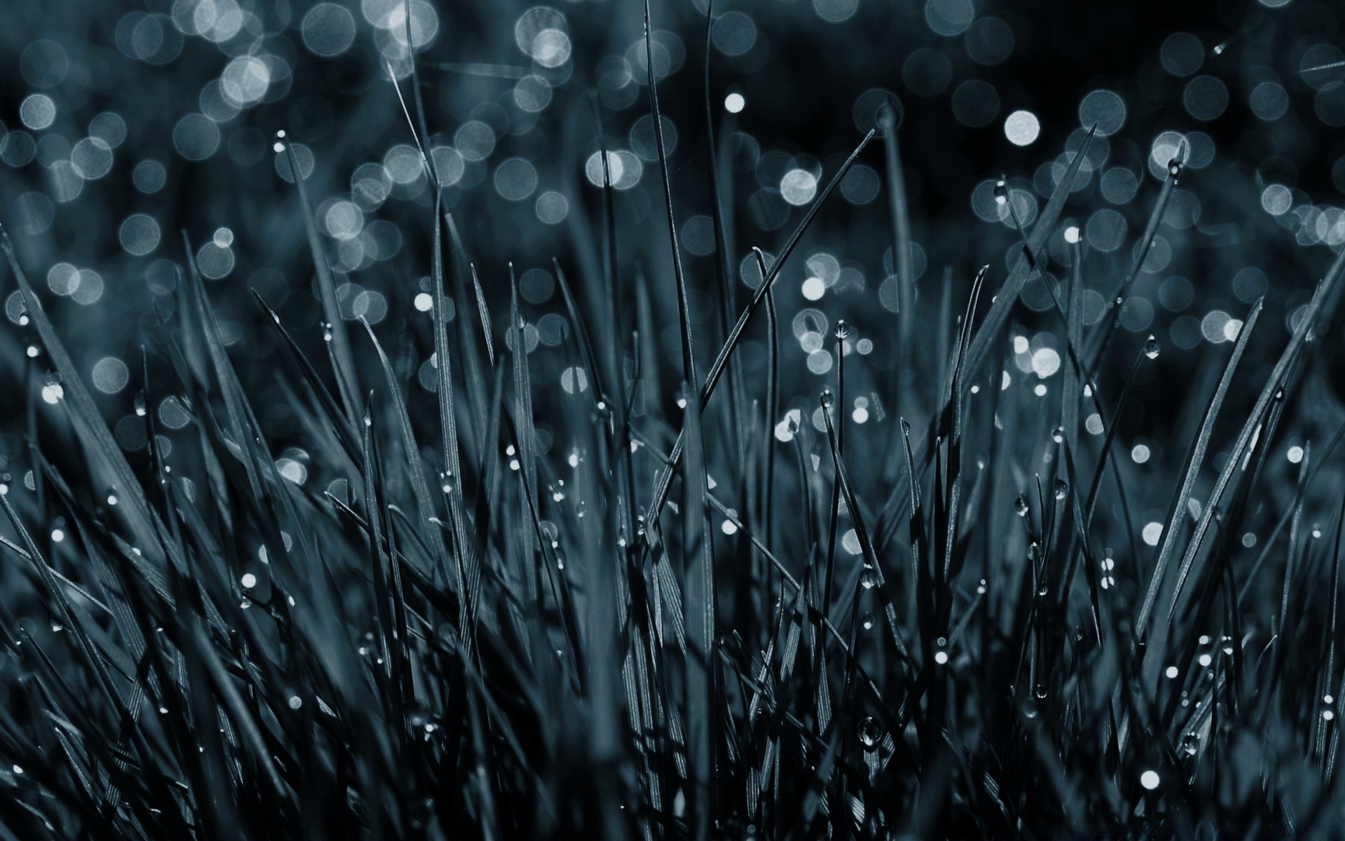 macro drop dew rain droplet wet water grass blade dawn flora clear desktop lawn nature raindrop color garden bright freshness