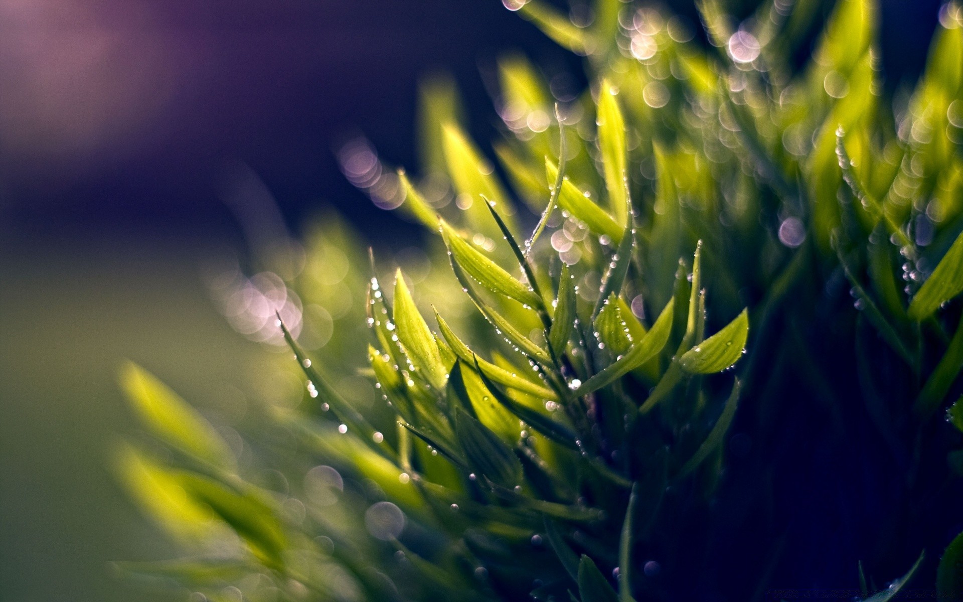 makro fotoğrafçılığı doğa yaprak flora yaz çimen bahçe güzel hava büyüme güneş açık havada parlak saman ışık ortamlar renk yakın çekim yemyeşil alan