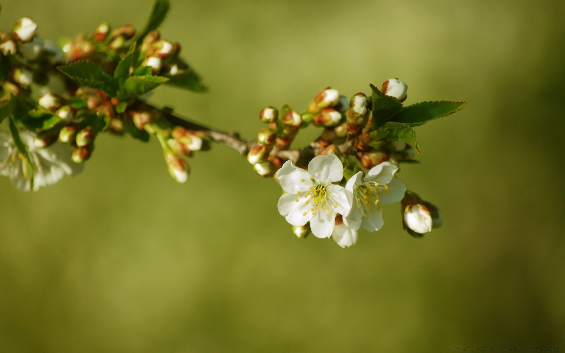 makroaufnahme blume natur apfel baum blatt zweig kirsche flora garten unschärfe im freien wachstum kumpel dof sommer jahreszeit gutes wetter obst insekt