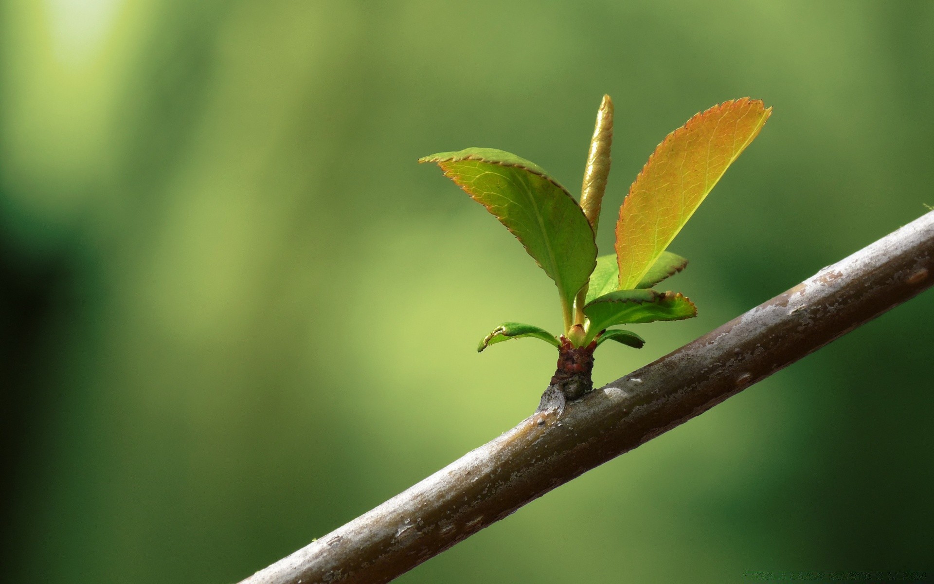 macro hoja naturaleza desenfoque crecimiento flora al aire libre árbol insecto medio ambiente verano poco