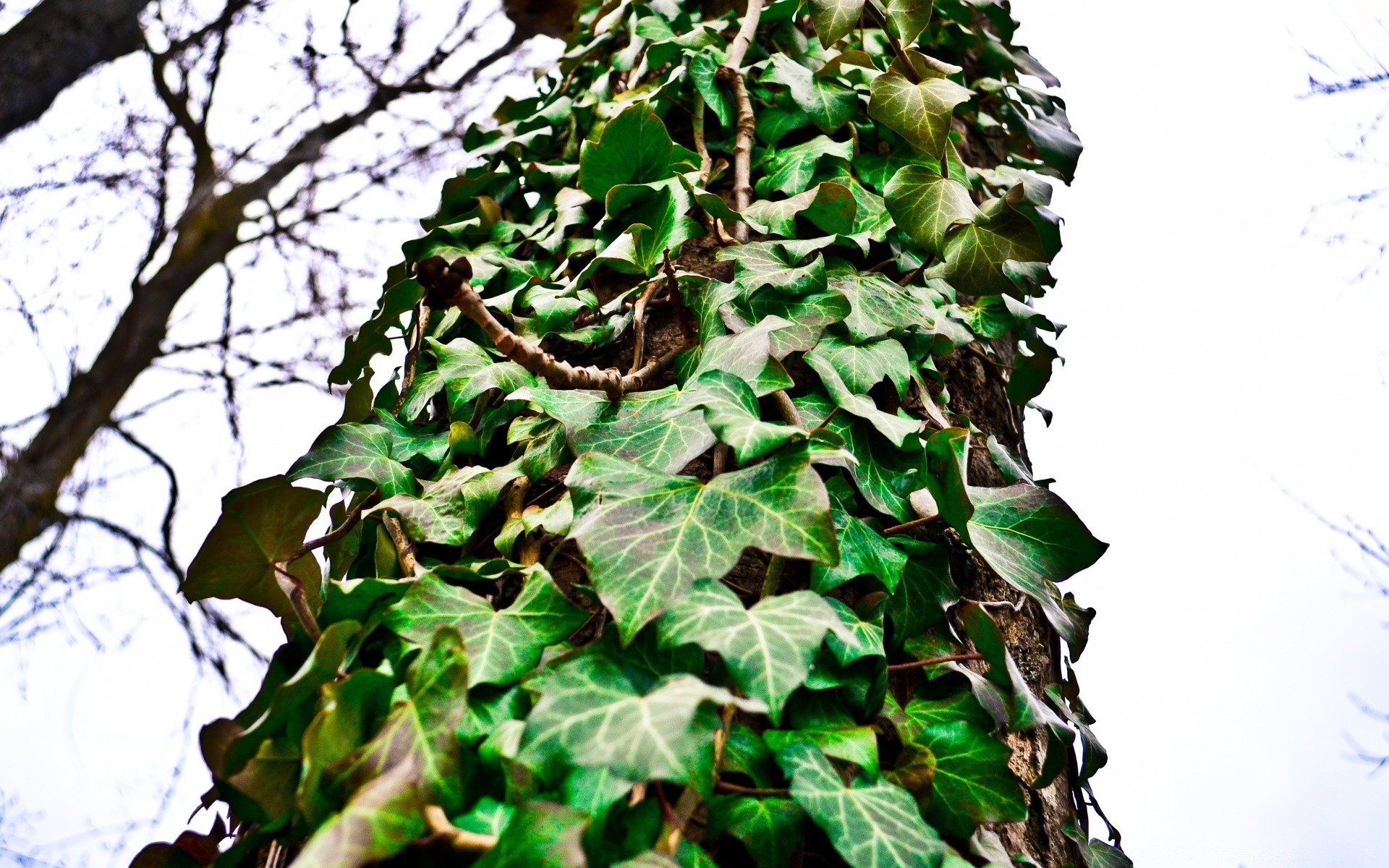 macro folha ivy flora crescimento árvore natureza desktop ao ar livre videira ramo escalada jardim ambiente alpinista creeper cor madeira