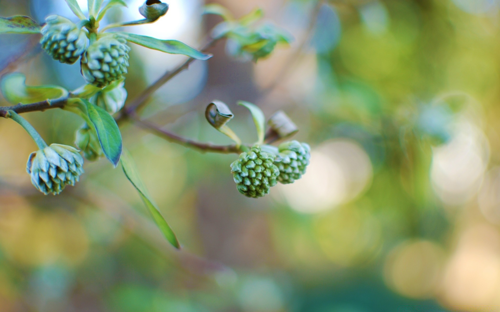 makroaufnahme natur blatt flora wachstum blume garten im freien sommer unschärfe zweig baum obst schließen essen farbe