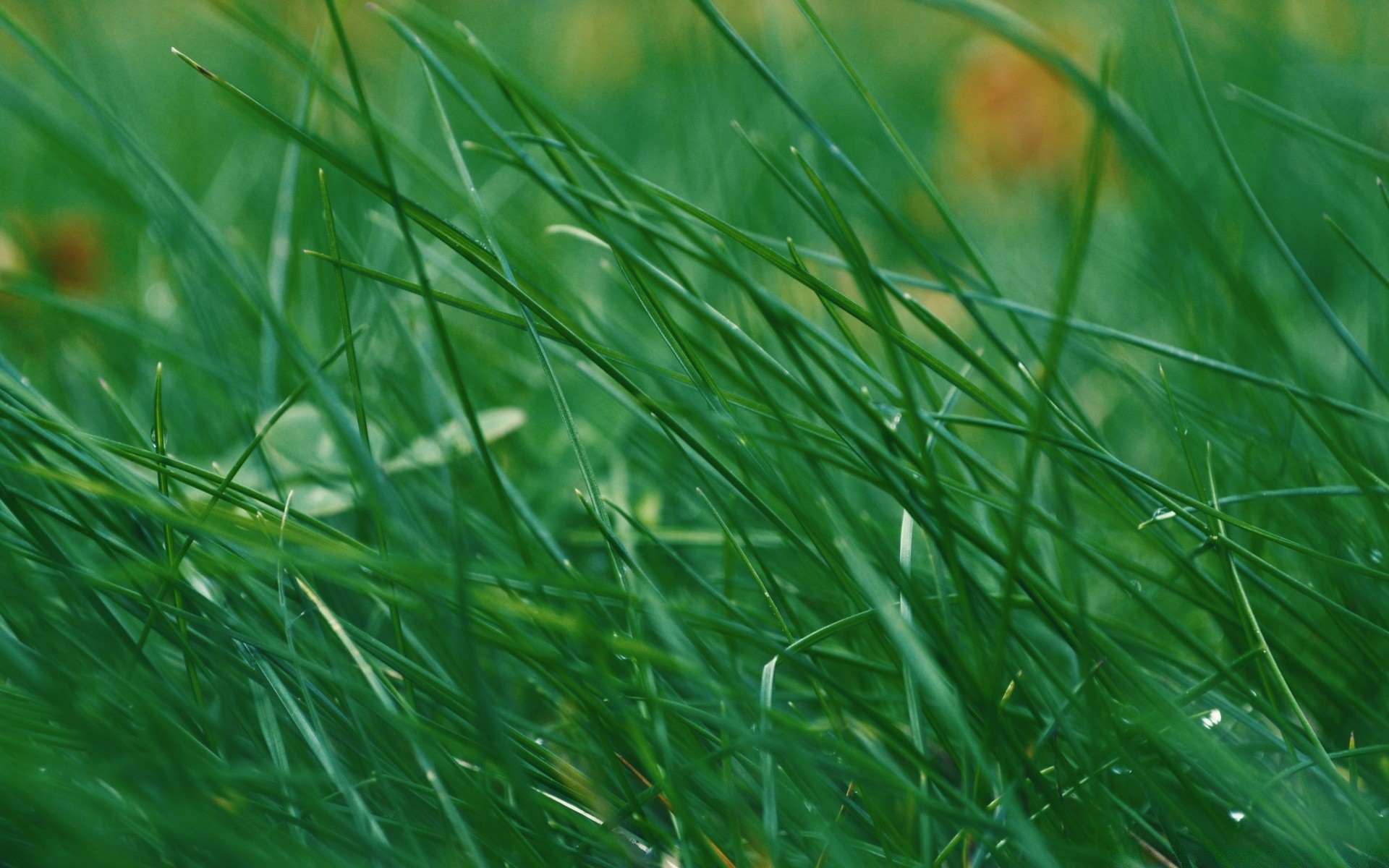 macro erba flora rugiada crescita prato foglia natura ambiente caduta freschezza lussureggiante estate giardino lama pioggia fieno ecologia pulizia campo