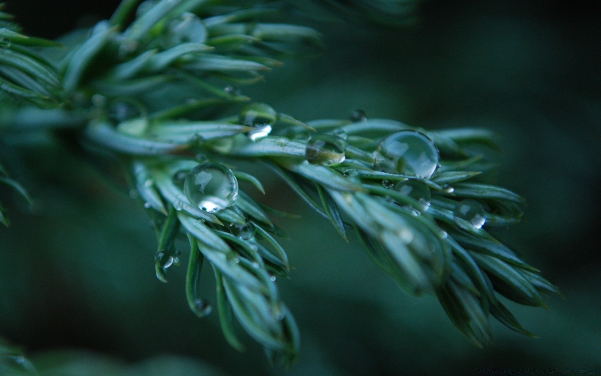 macro nature leaf flora rain garden drop color desktop environment fish