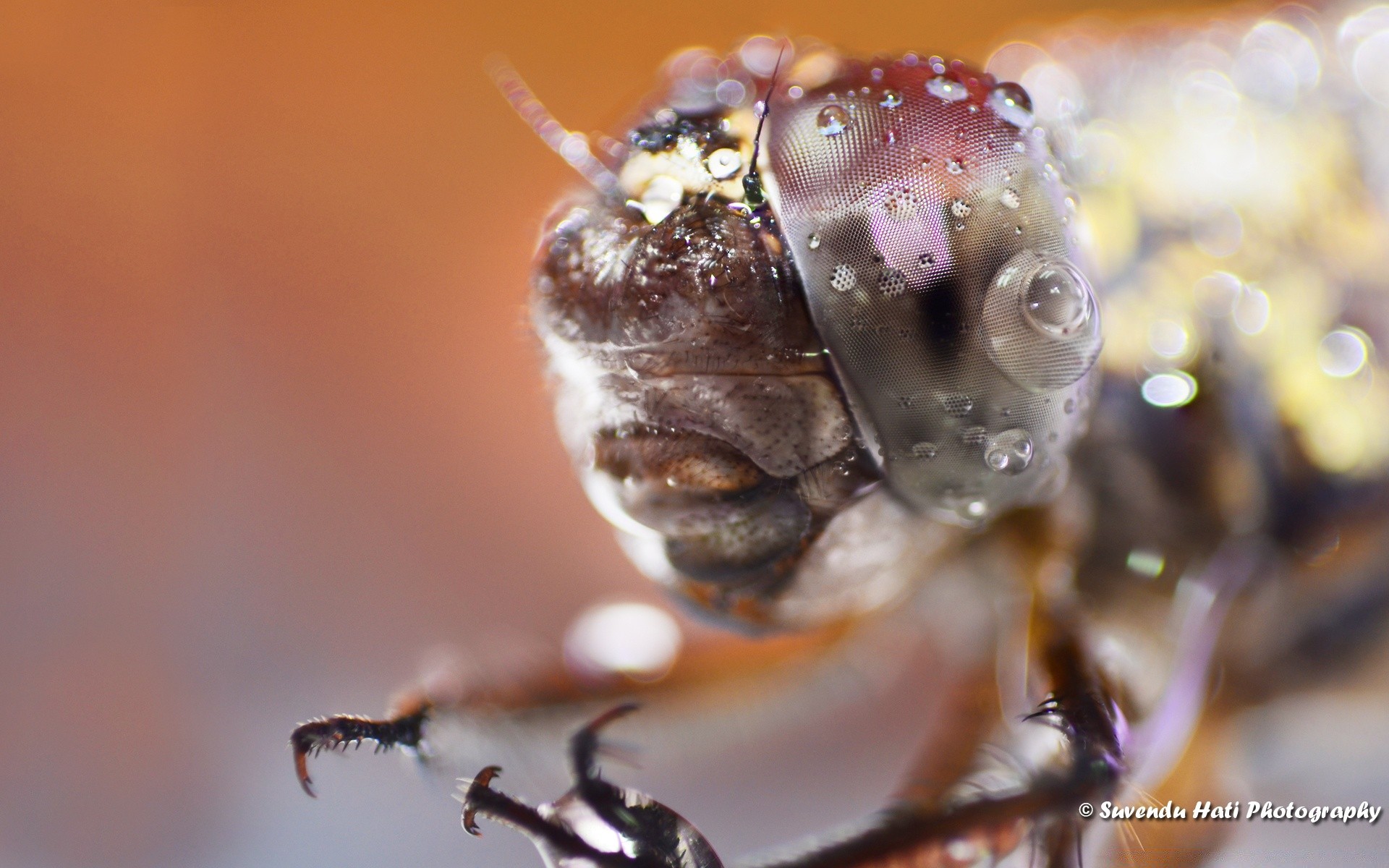 macro natura invertebrati piccolo fauna selvatica insetto all aperto sfocatura primo piano animale