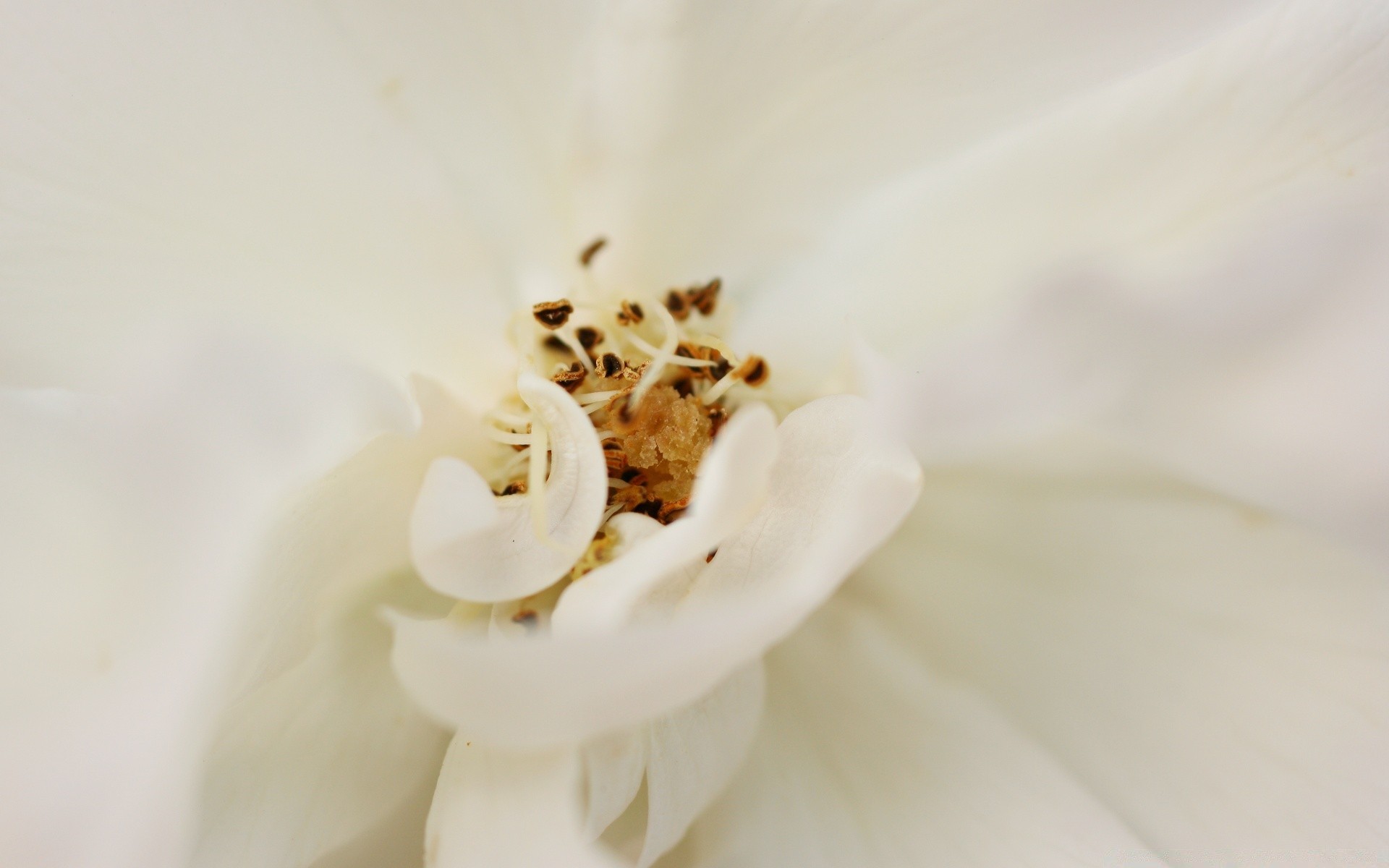 makro fotoğrafçılığı çiçek doğa düğün aşk flora narin yaz romantizm bulanıklık renk bahçe yakın çekim