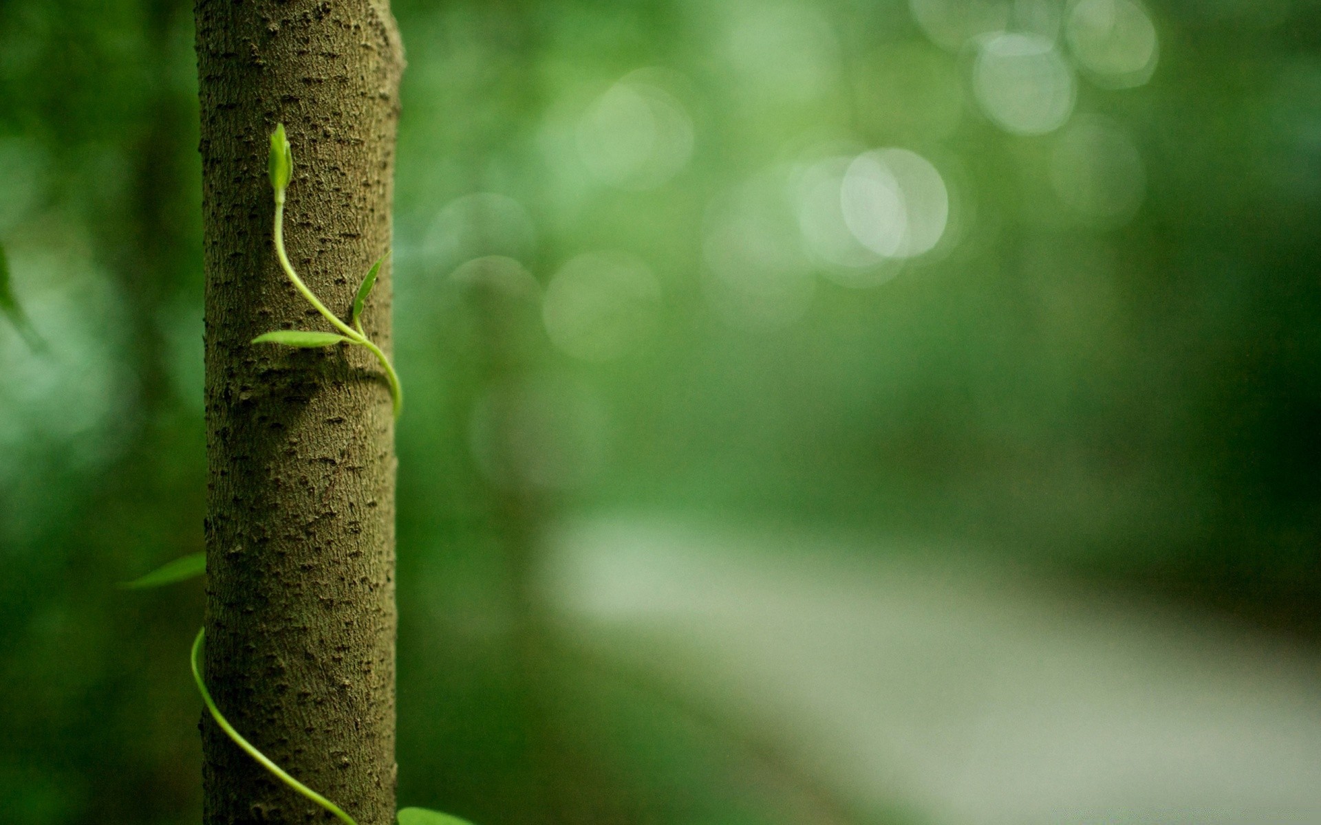 makro liść rozmycie ogród natura flora ostrość kolor deszcz dof