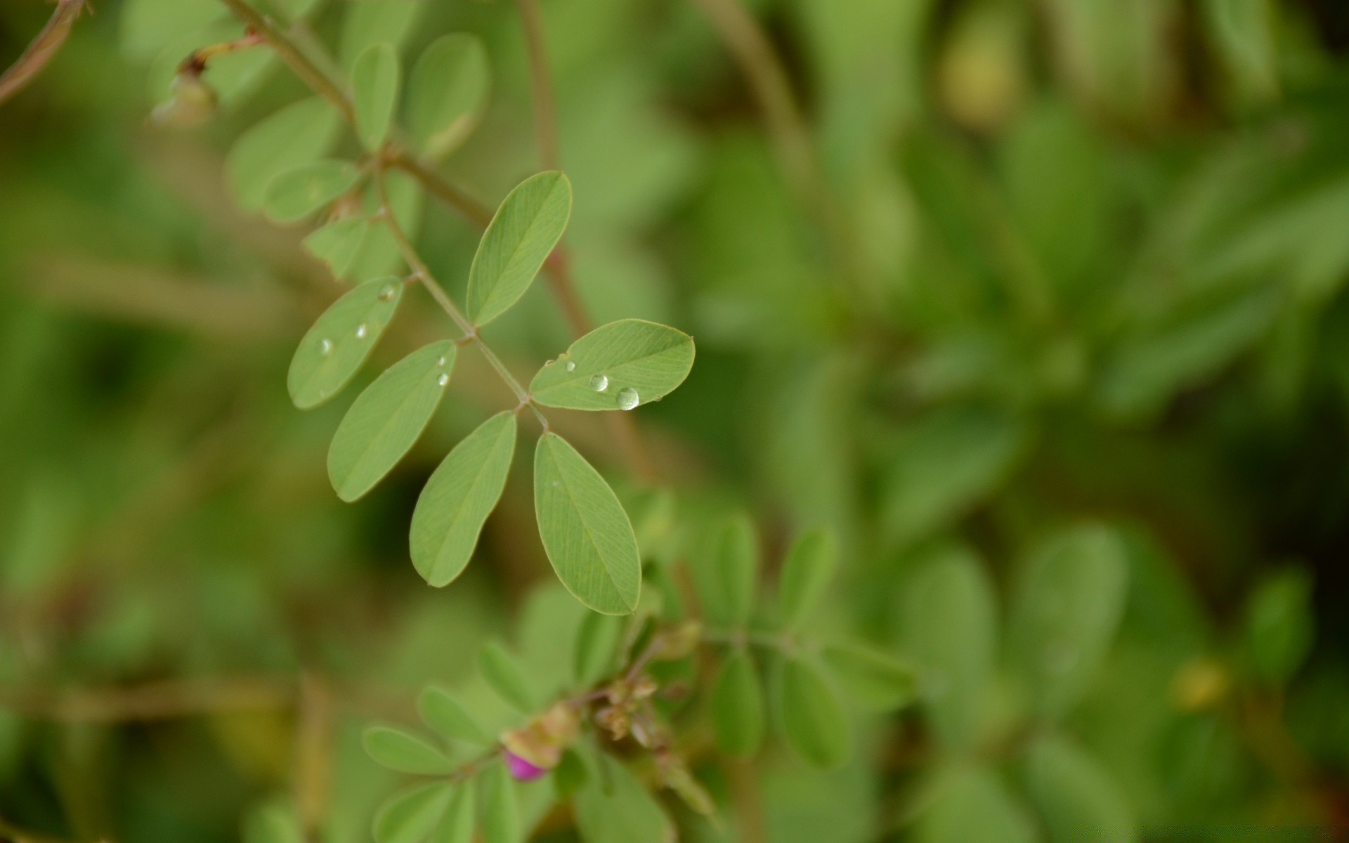 makro fotoğrafçılığı yaprak doğa flora büyüme bahçe yakın çekim yaz parlak küçük ortamlar çimen açık havada