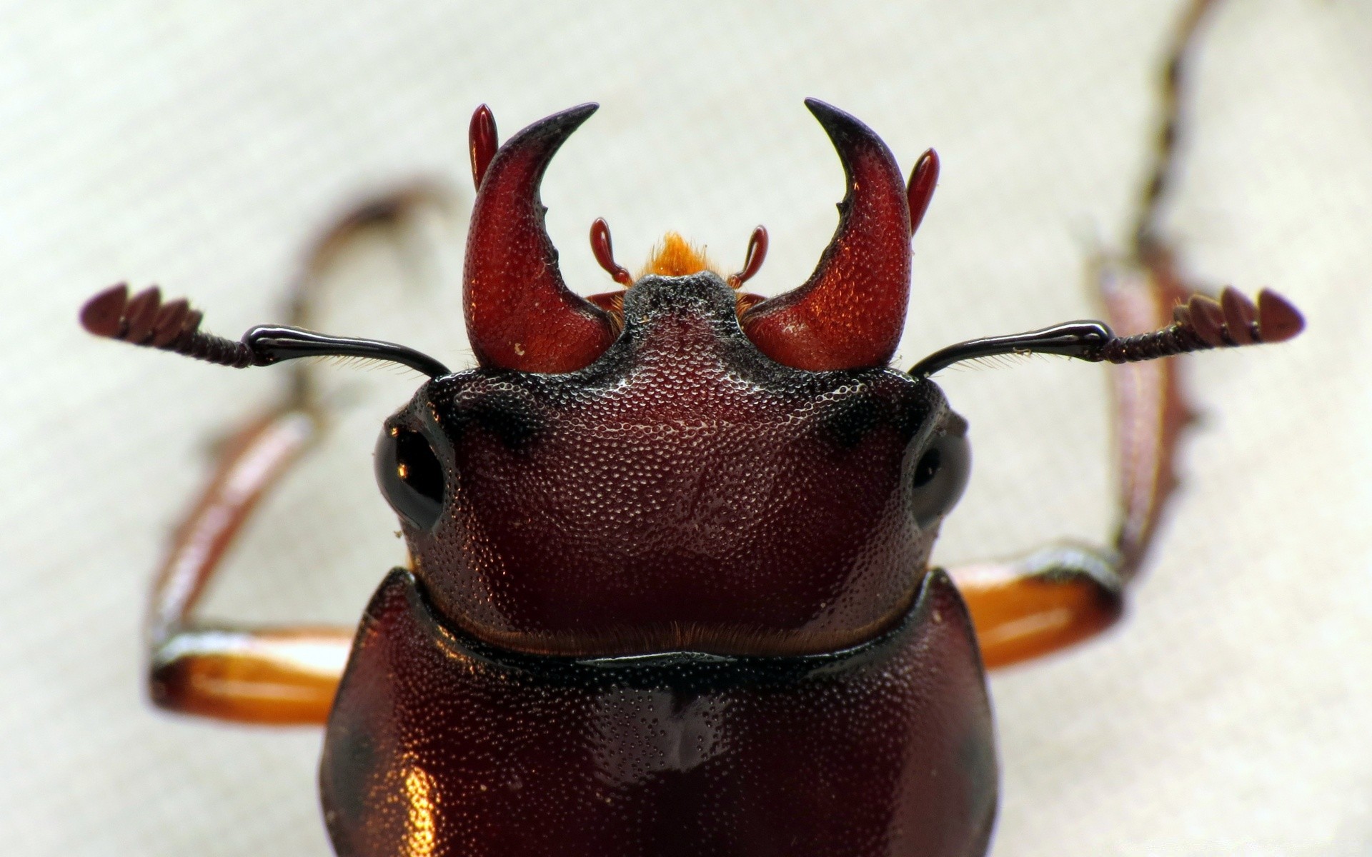 macro invertebrate beetle insect one nature wood