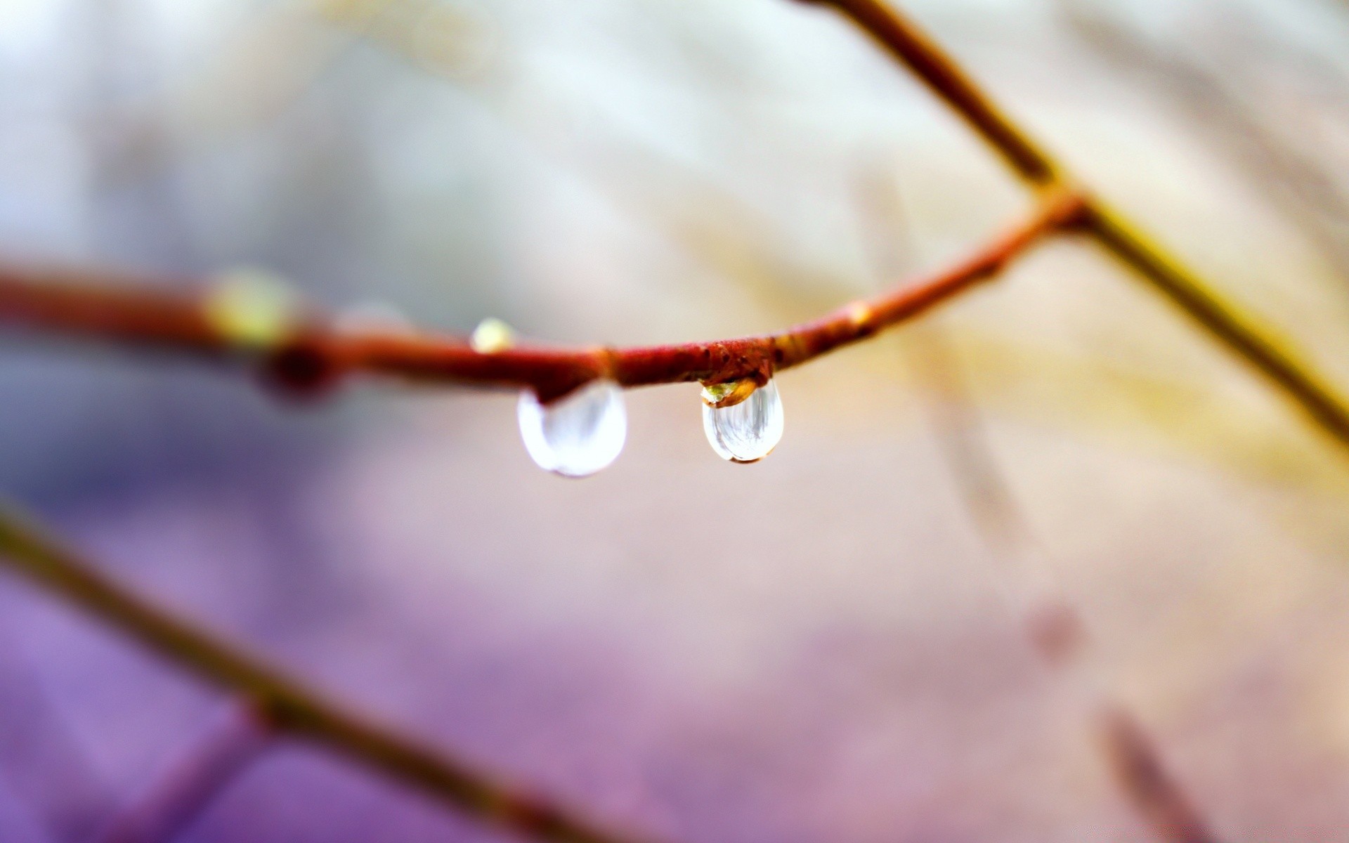 macro blur nature winter wood fall outdoors flora leaf tree dof branch light