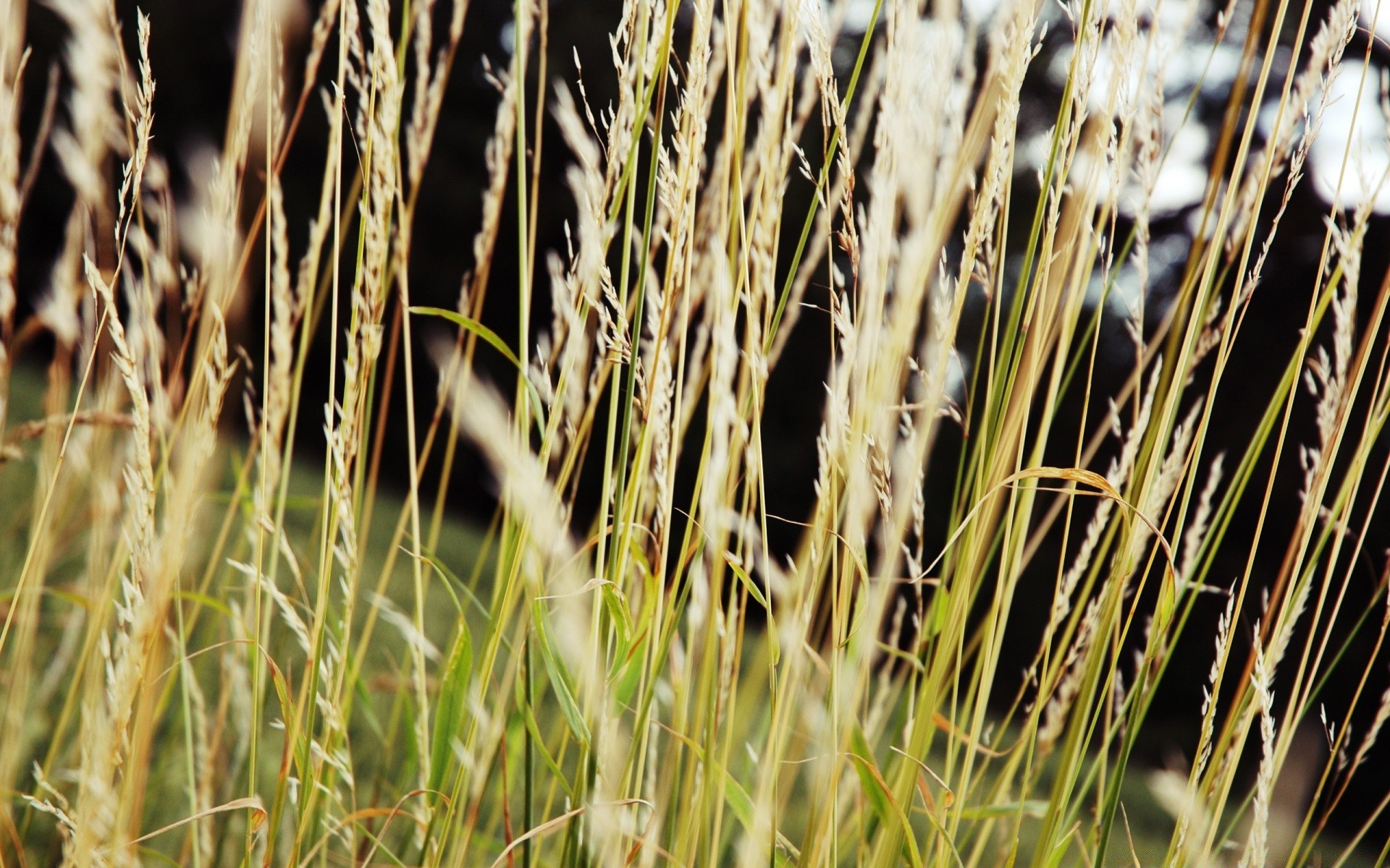 makro natura płatki wiejskie żniwa flora trawa pszenica rolnictwo gospodarstwo na zewnątrz wzrost słoma jedzenie lato nasiona pastwisko suche kukurydza pole