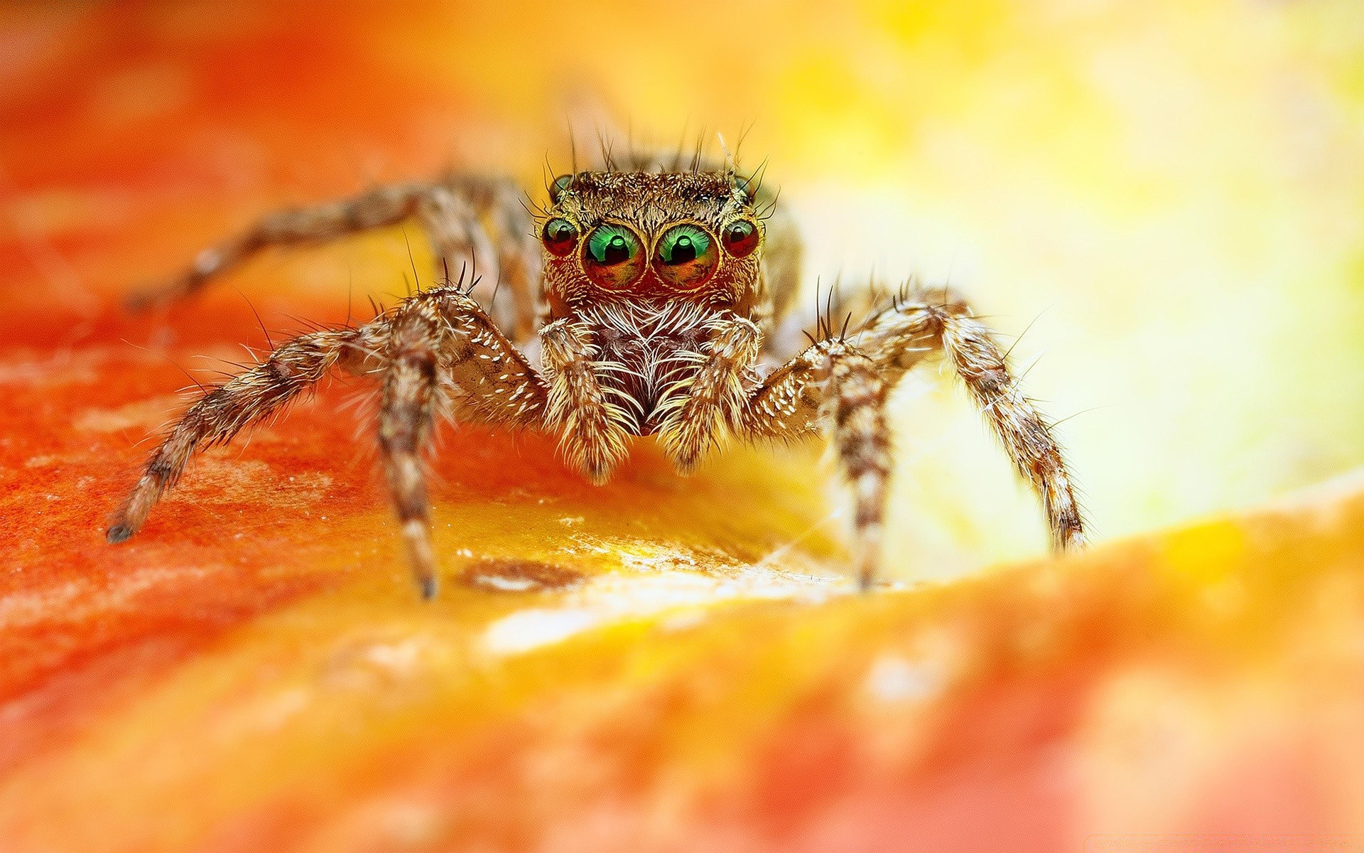 macro spider arachnid creepy insect fear scary nature phobia close-up invertebrate animal wildlife predator close spiderweb tarantula danger venom poison color