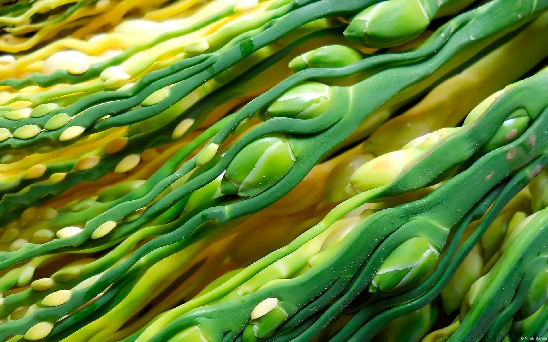 macro área de trabalho natureza cor textura comida vegetal saudável padrão mercado flora saúde subaquático brilhante