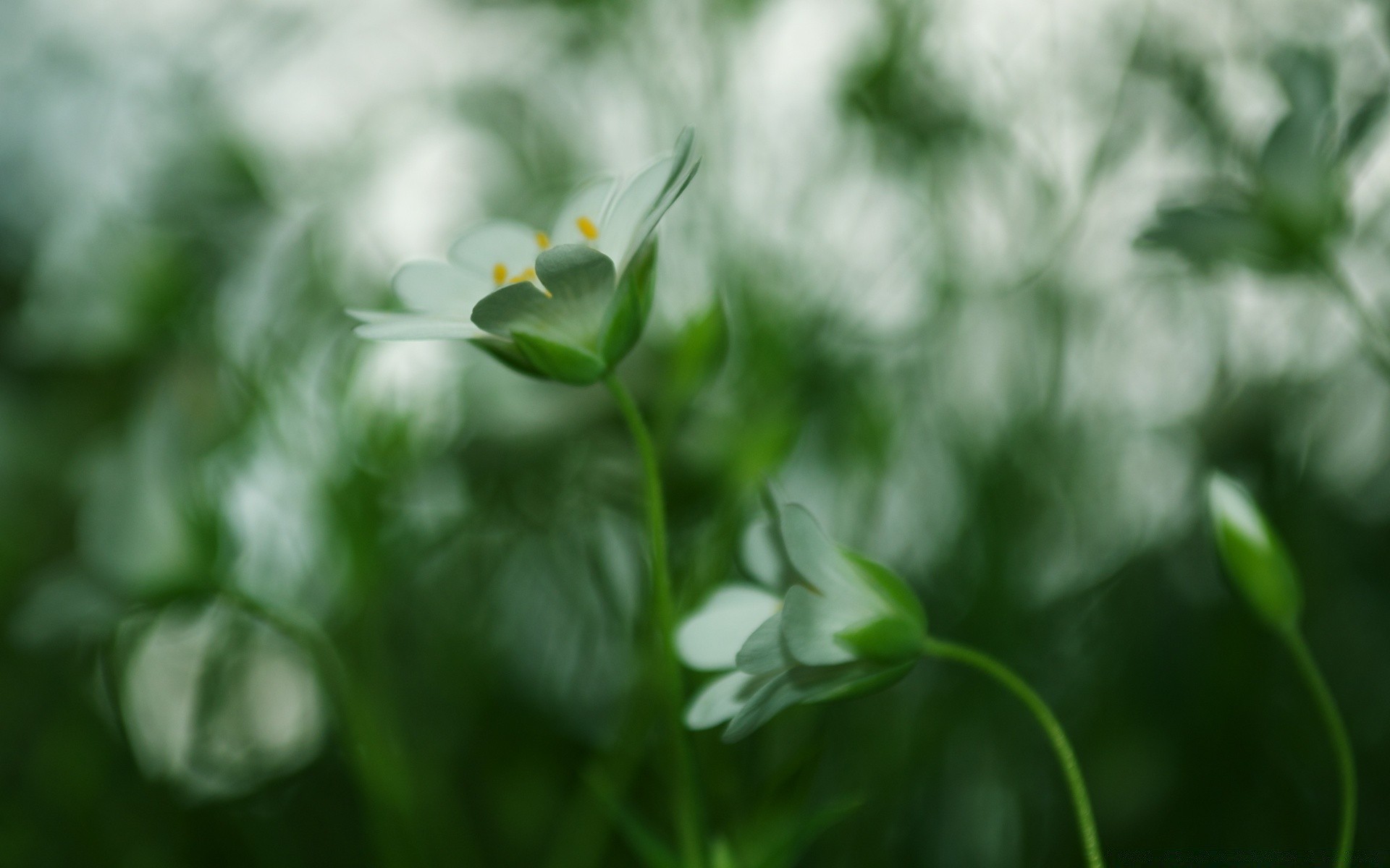 makro fotoğrafçılığı doğa yaprak flora büyüme çiçek yaz bahçe bulanıklık güzel hava çimen dof alan parlak yakın çekim açık havada güneş renk