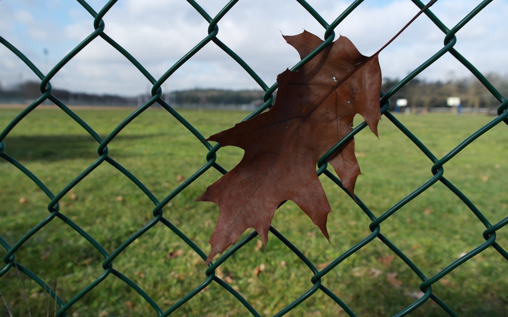 macro fence cage barbed wire wire jail enclosure web barrier envelop security chain iron connect preserve enclose camp farm protection margin