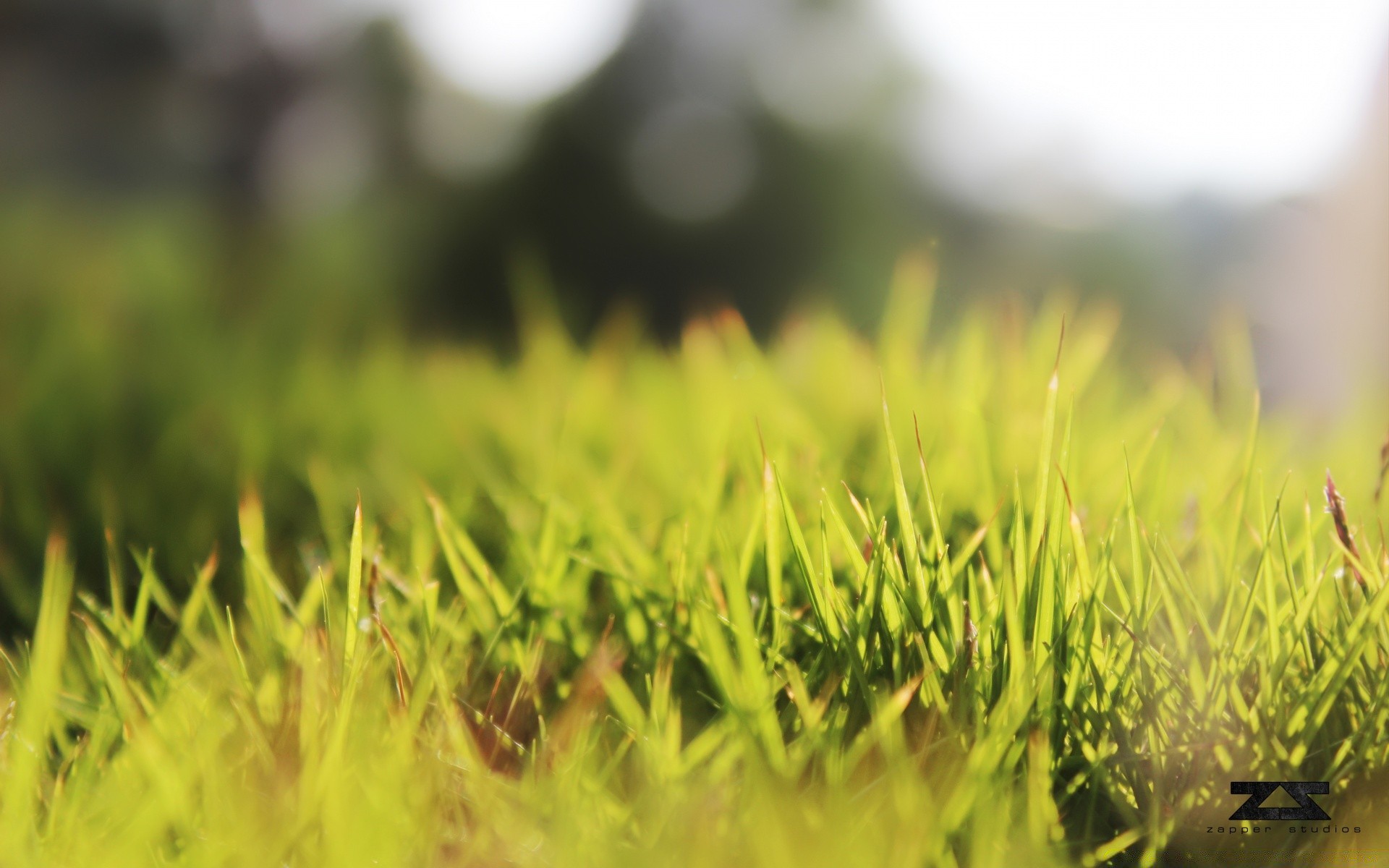 makro fotoğrafçılığı çimen alan büyüme doğa kırsal güneş yaz yaprak saman flora çiftlik güzel hava çim mera bahçe yemyeşil açık havada tarım parlak