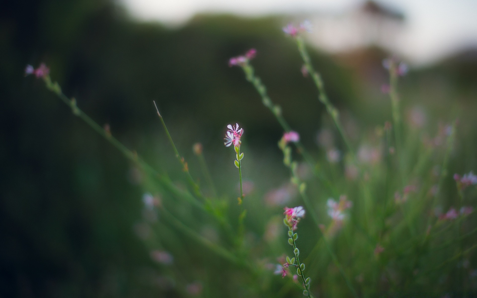 macro flower nature summer flora dof leaf outdoors garden grass growth blur sun fair weather