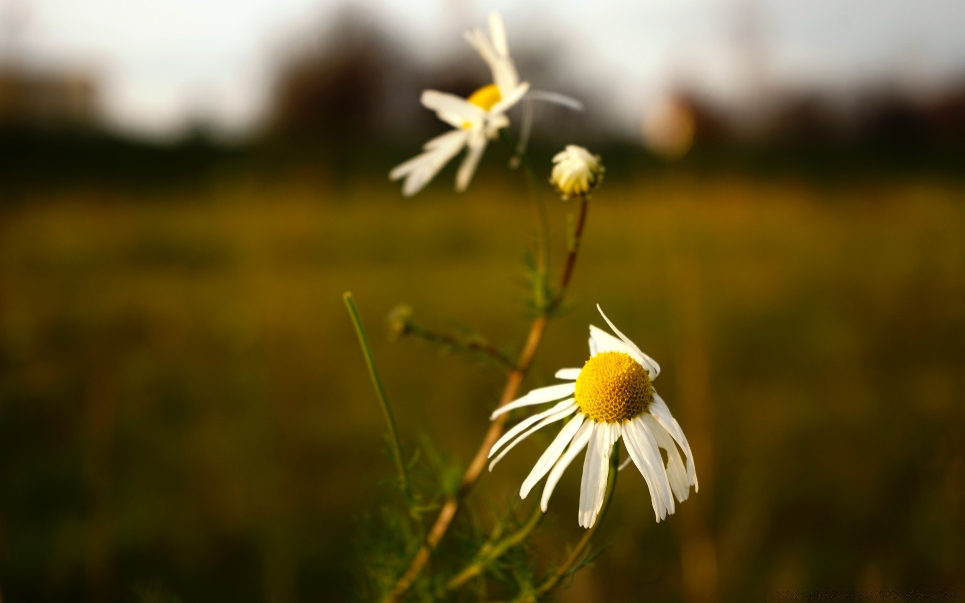 macro nature flower grass outdoors field summer flora hayfield wild growth fair weather leaf blur rural