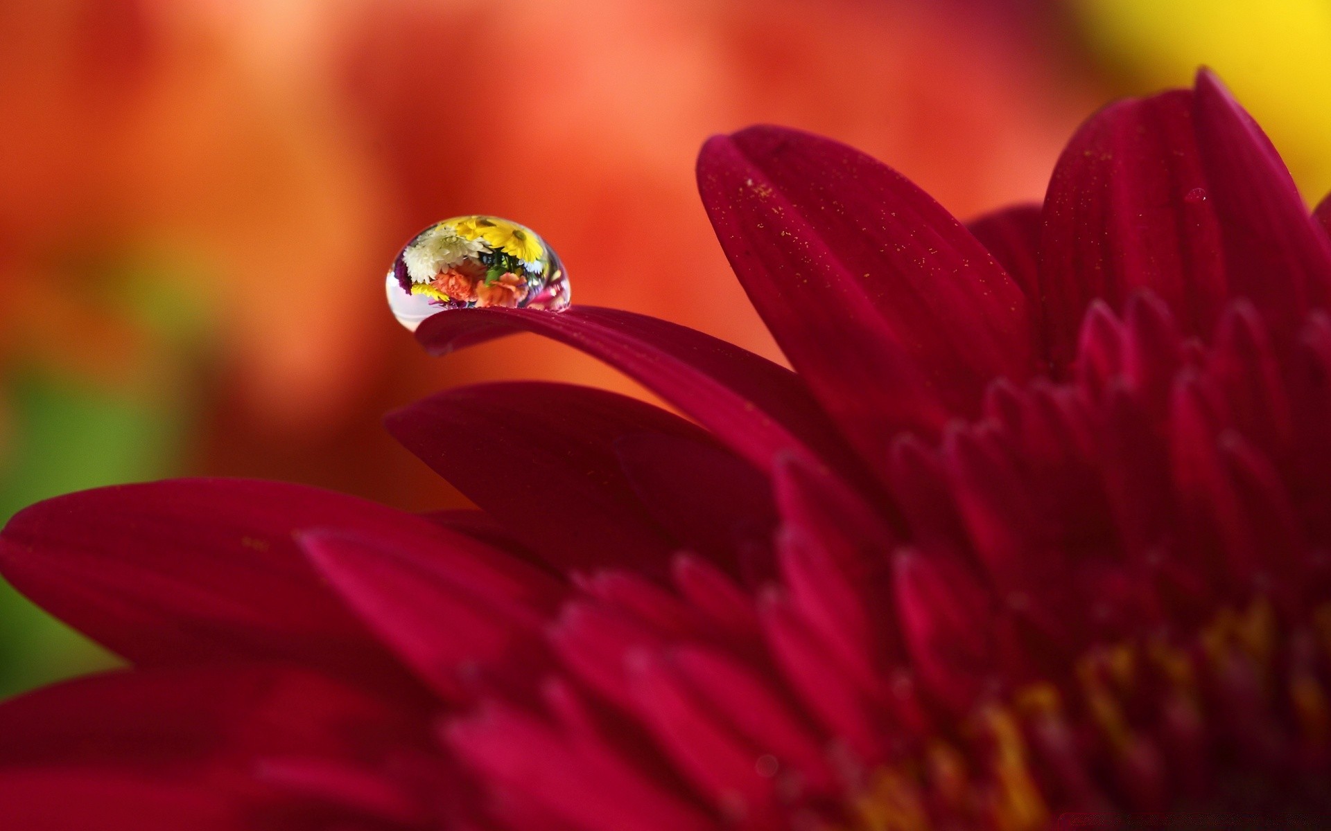 macro naturaleza flor verano rocío flora jardín brillante desenfoque color hoja dof al aire libre pétalo