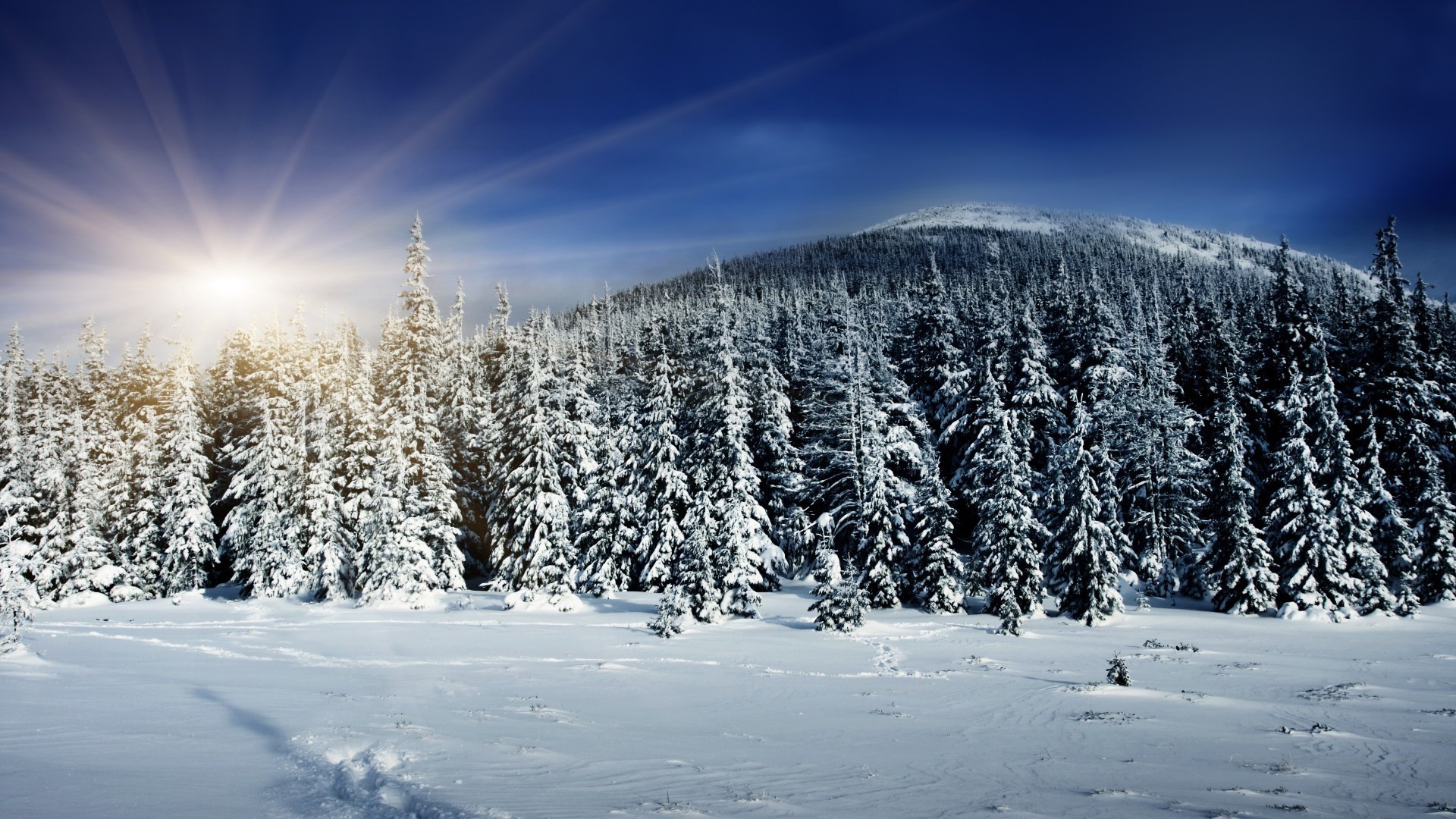 inverno neve freddo gelo congelato legno paesaggio ghiaccio montagna stagione nevoso tempo scenico albero bel tempo abete polvere natura evergreen collina