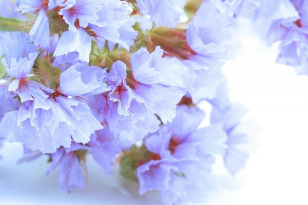 Fleurs lilas sur fond blanc