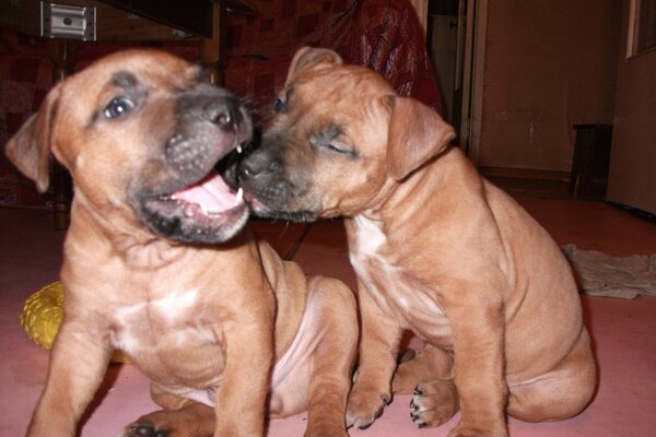 Dos cachorros jugando en el interior