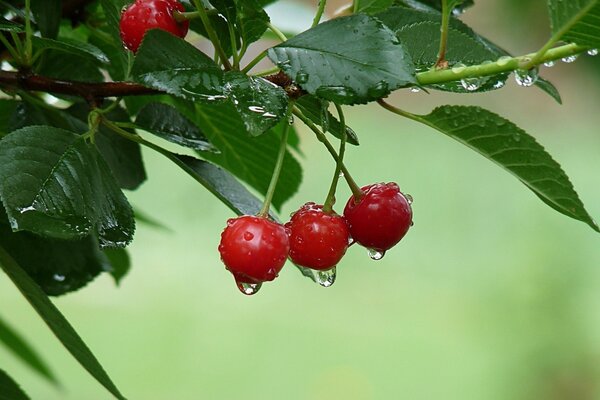 Wassertropfen hängen an roten Beeren