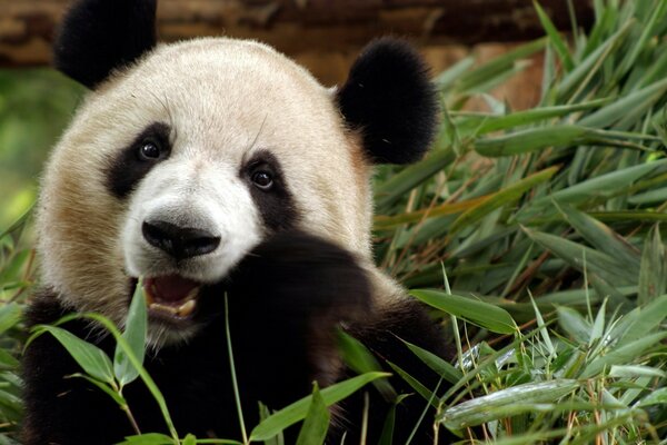 Panda Peloso che mangia bambù