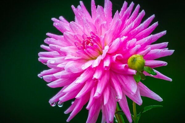 Bright pink dahlia on a green background