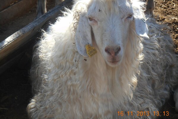 A sheep with a long white coat