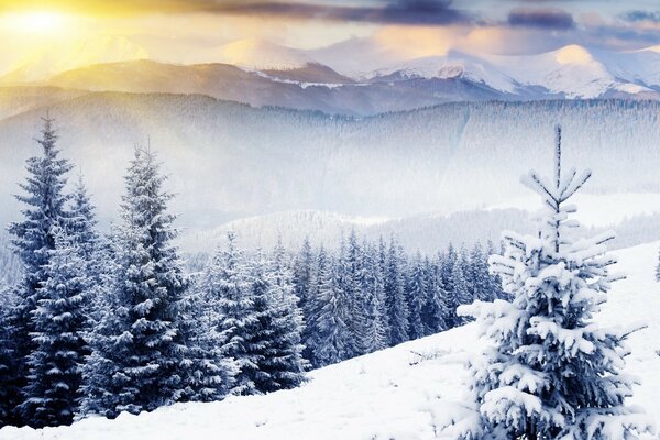 Forêt d hiver avec des arbres de Noël enneigés et l aube