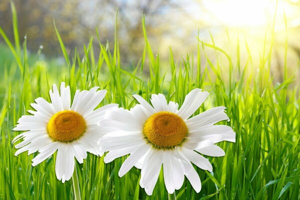 Margaridas florescentes em grama suculenta