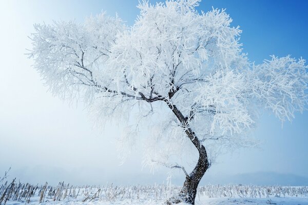 Frost auf einem einsamen Baum im Feld