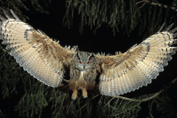 Eine schöne Vogelwelt im Bild einer Eule