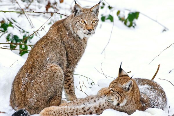 Two lynxes in white snow