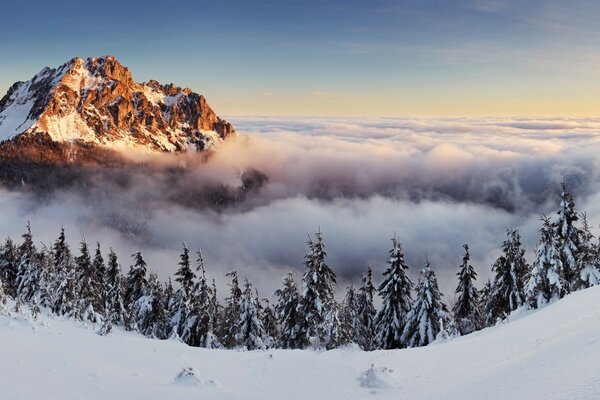 Winter forest on the background of mountains