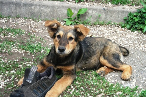 Cachorro acostado con el zapato del amo