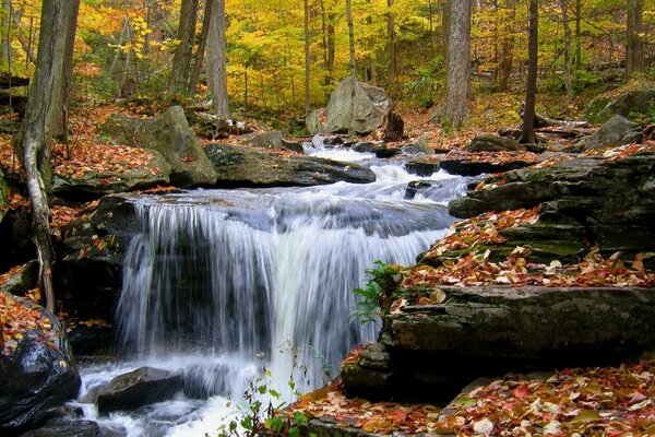 Ein schneller Fluss inmitten eines Herbstwaldes