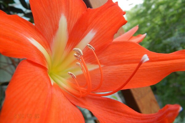 Red lily with a white center