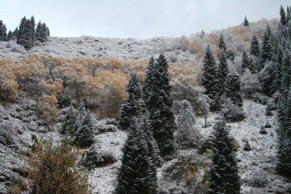 Espaces indigènes d hiver avec des arbres